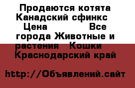 Продаются котята Канадский сфинкс › Цена ­ 15 000 - Все города Животные и растения » Кошки   . Краснодарский край